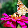 Floricultura