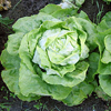 Horticultura