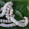 Sericicultura