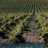 Viticultura